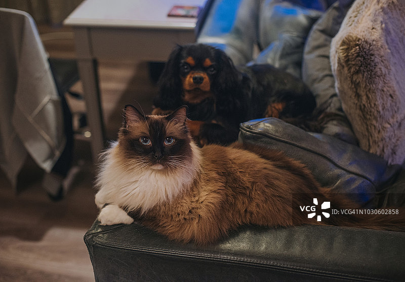 布偶猫与卡瓦利犬在沙发上图片素材