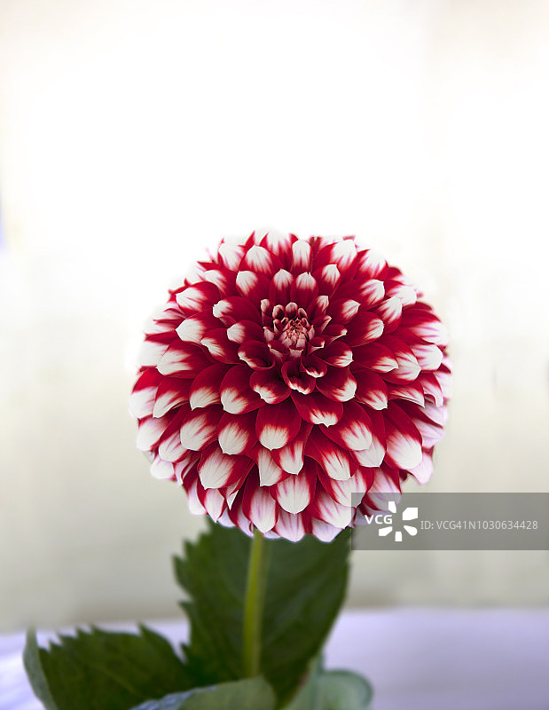 大丽花图片素材