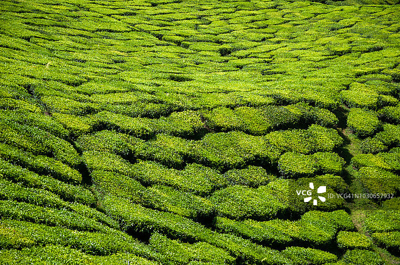茶园山谷图片素材
