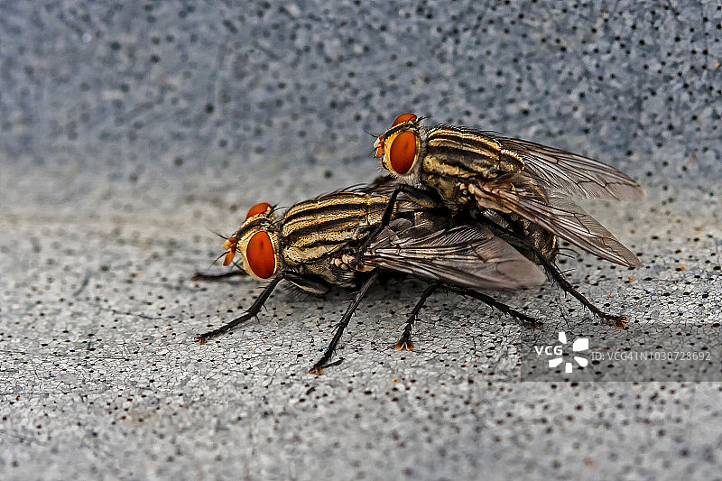 苍蝇交配图片素材