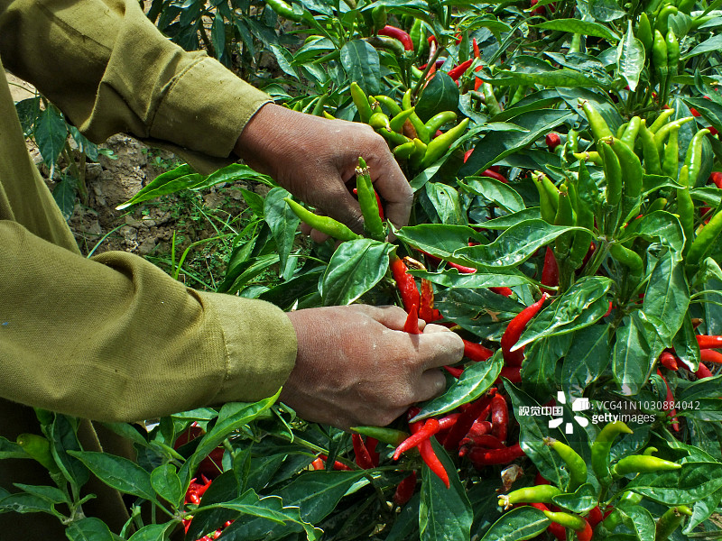 昆里的辣椒种植图片素材