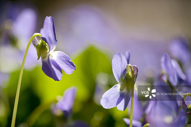 紫罗兰图片素材