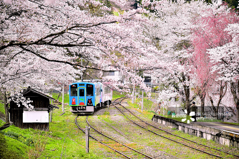 会津铁道沿线的樱花图片素材
