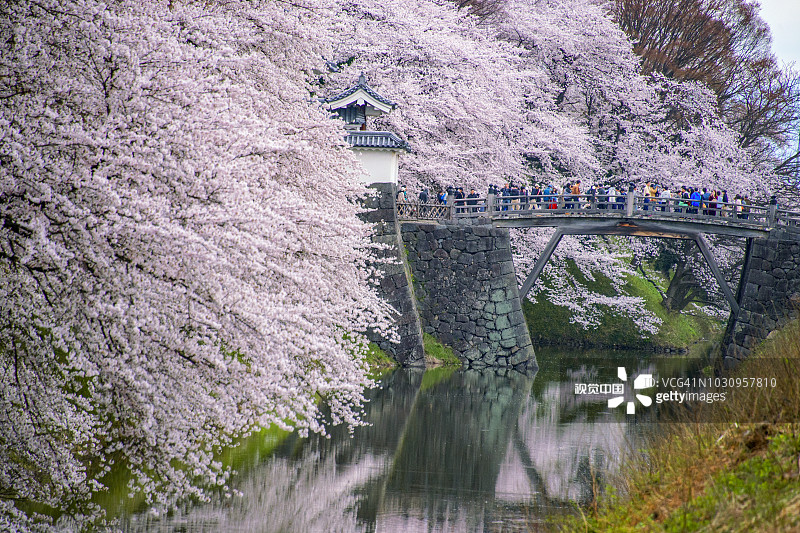 盛开的樱花，山形县图片素材