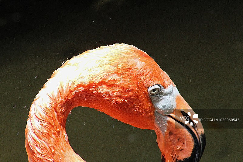 基韦斯特8图片素材