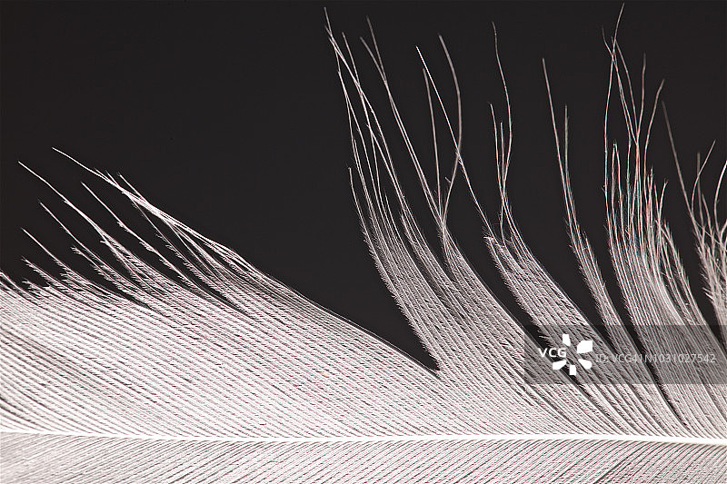 鸟类羽毛特写图片素材
