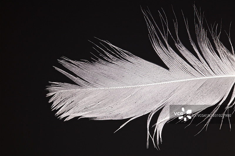 鸟类羽毛特写图片素材