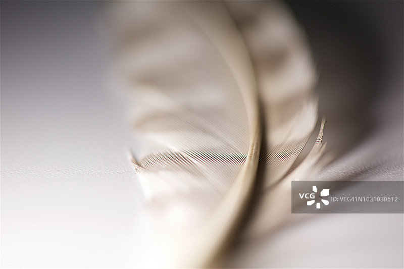 鸟类羽毛特写图片素材