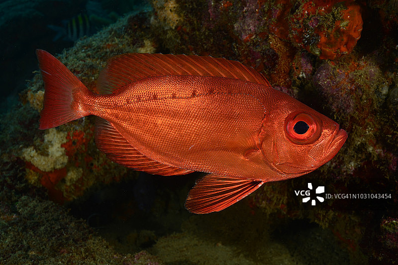 大眼睛图片素材