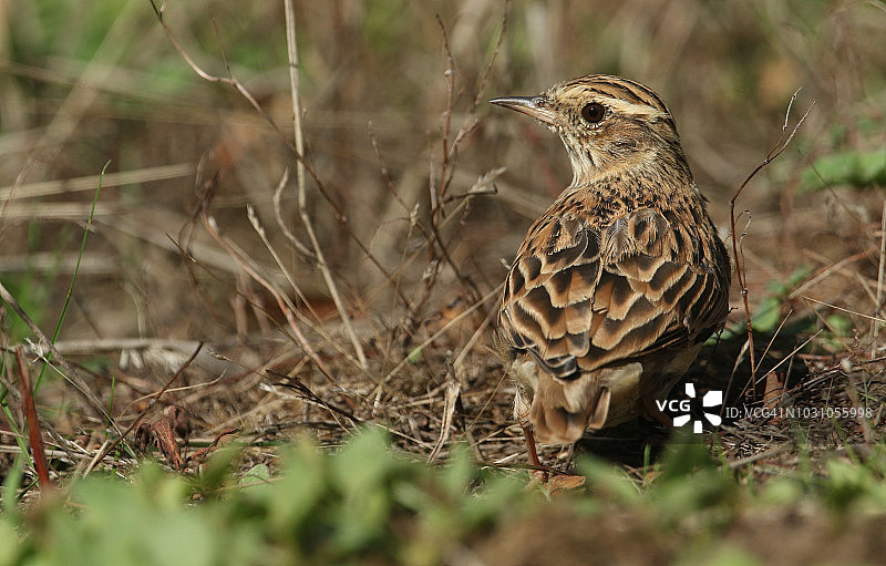 一只美丽的林鹬栖息在林地边缘的田野里图片素材