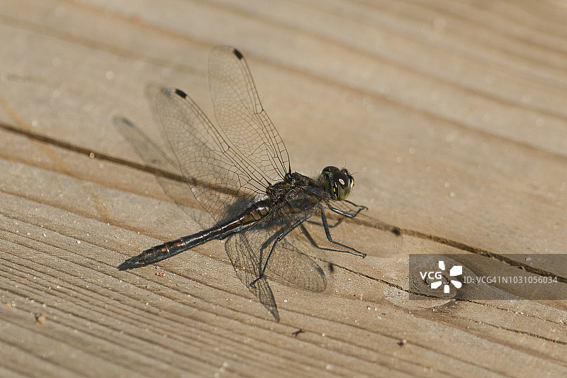栖息在河边木栈道上的黑色箭蜻图片素材