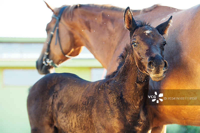 运动品种的黑色小马驹和妈妈的肖像图片素材