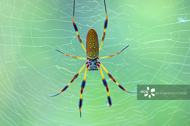 金色丝网蜘蛛图片素材