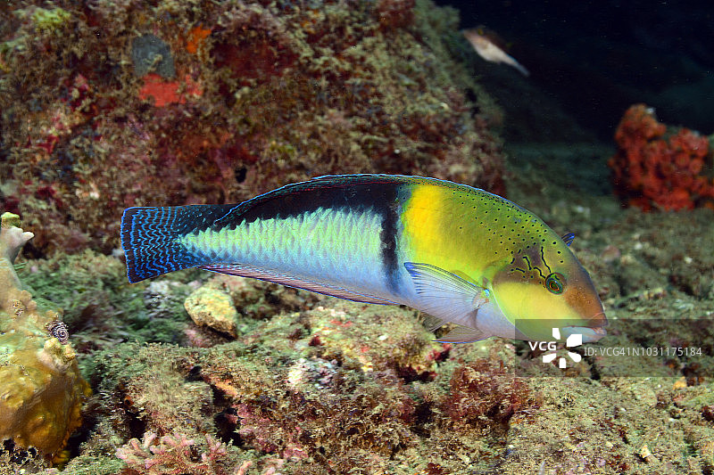 黄头濑鱼图片素材