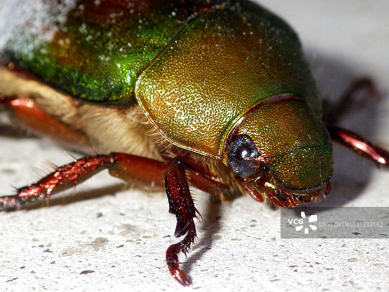 日本花金龟图片素材
