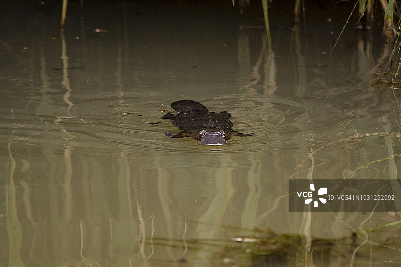 鸭嘴兽图片素材