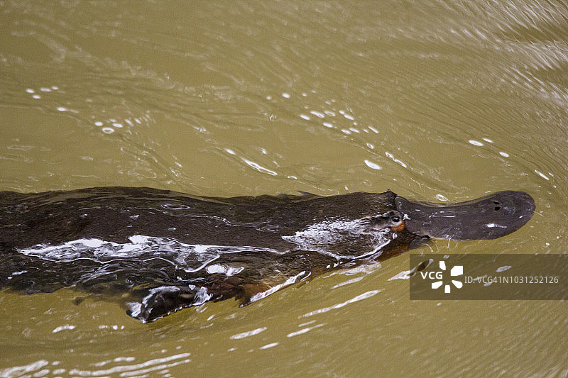 鸭嘴兽图片素材