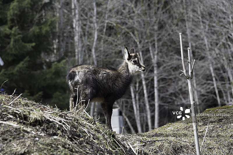 冬季小羚羊图片素材