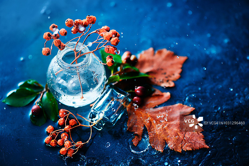 秋日主题：落叶与花楸浆果图片素材