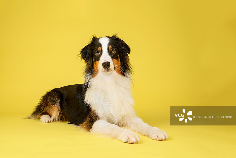 快乐的澳大利亚牧羊犬图片素材