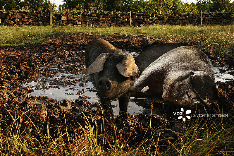 母猪和小猪在泥地里嬉戏图片素材