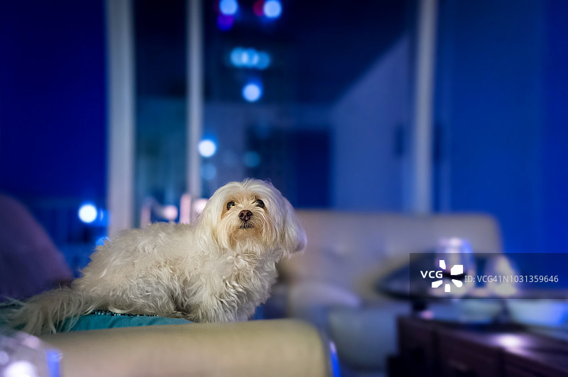 室内白色马尔济斯犬图片素材