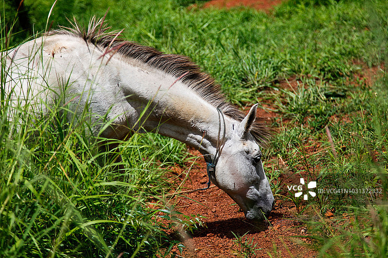 马吃东西图片素材