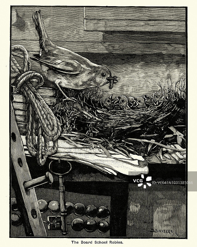 19世纪知更鸟在巢中喂食幼鸟图片素材