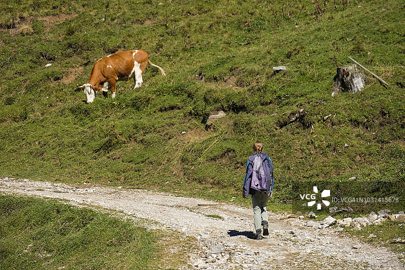 吃草的母牛图片素材
