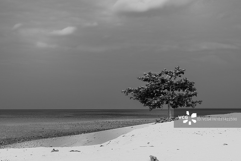 海滩上孤独的树图片素材