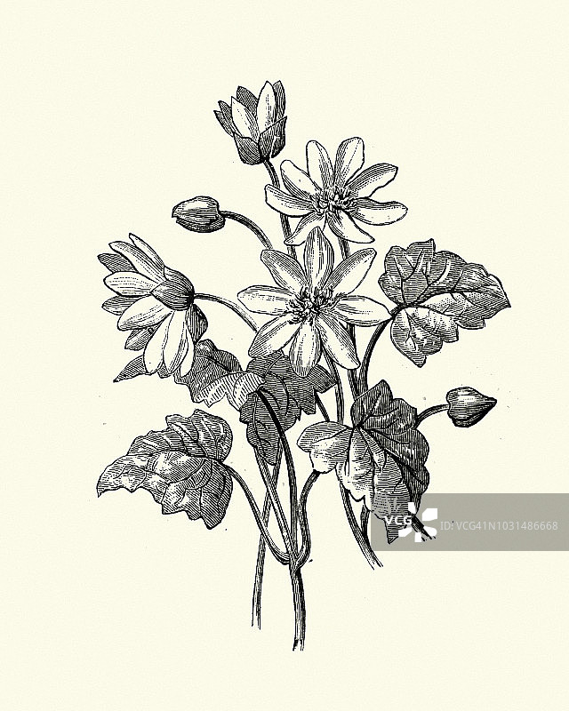 植物，野花，白屈菜图片素材