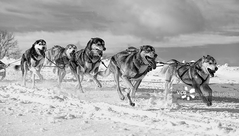 在雪地中奔跑的一群喘着粗气的西伯利亚哈士奇图片素材