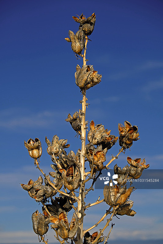 白沙国家纪念碑石膏沙丘中生长的丝兰图片素材