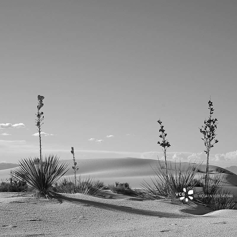 白沙国家公园的丝兰图片素材