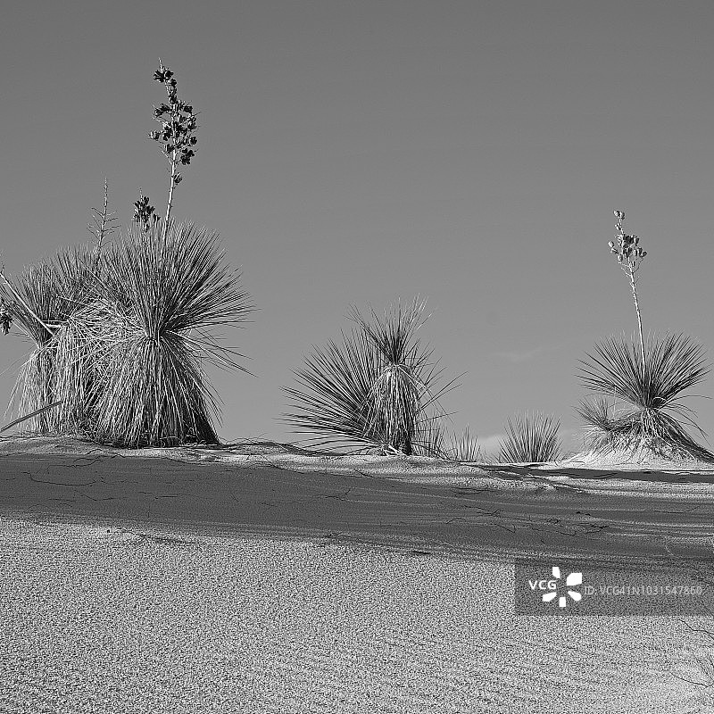 白沙国家公园的丝兰图片素材