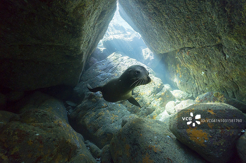 墨西哥的海狮图片素材