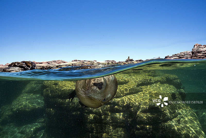 拉巴斯的海狮图片素材