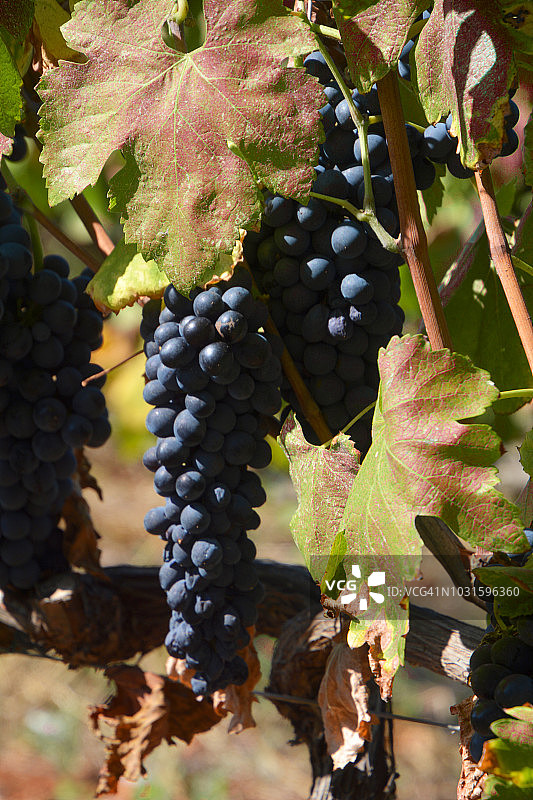 法国黑色葡萄串图片素材
