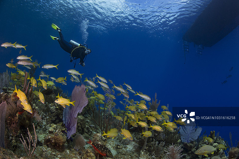 加勒比珊瑚礁和潜水员图片素材