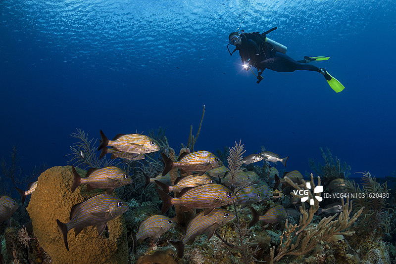加勒比珊瑚礁和潜水员图片素材