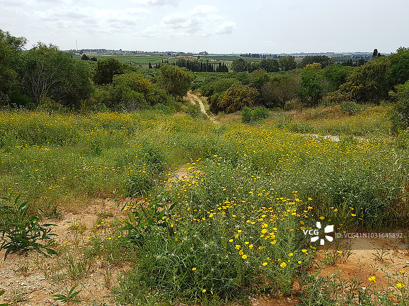 沙伦平原的草地和果园图片素材