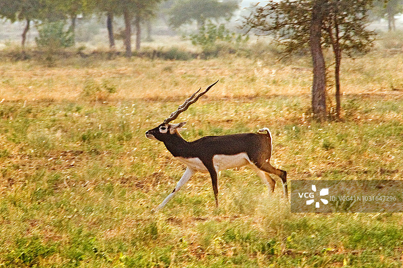 黑羚图片素材