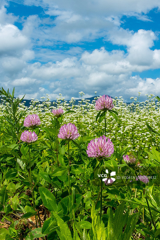 红色三叶草和荞麦花图片素材