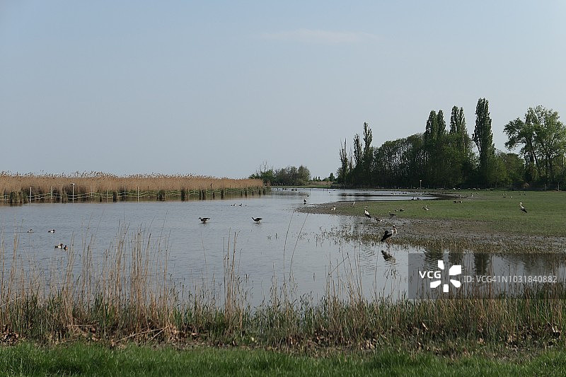 诺伊锡德尔湖的锈迹图片素材