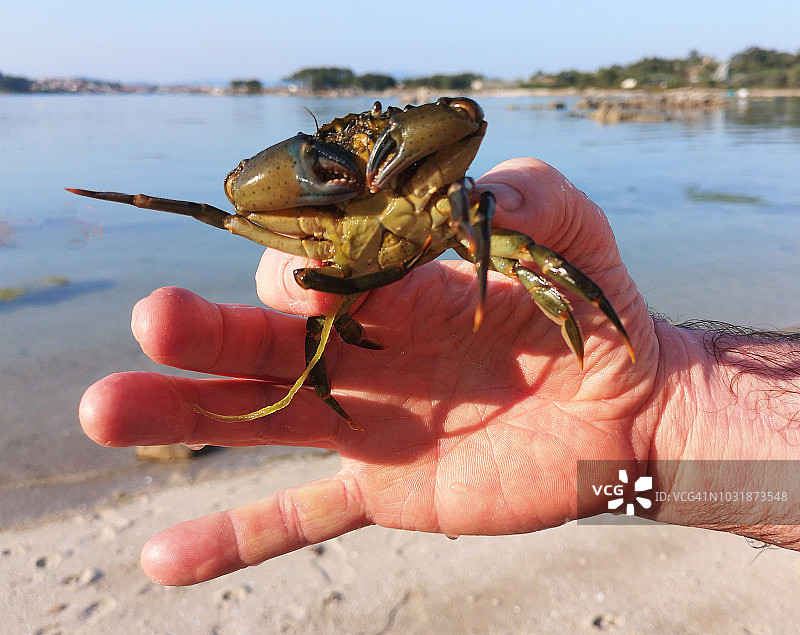 手上的螃蟹图片素材