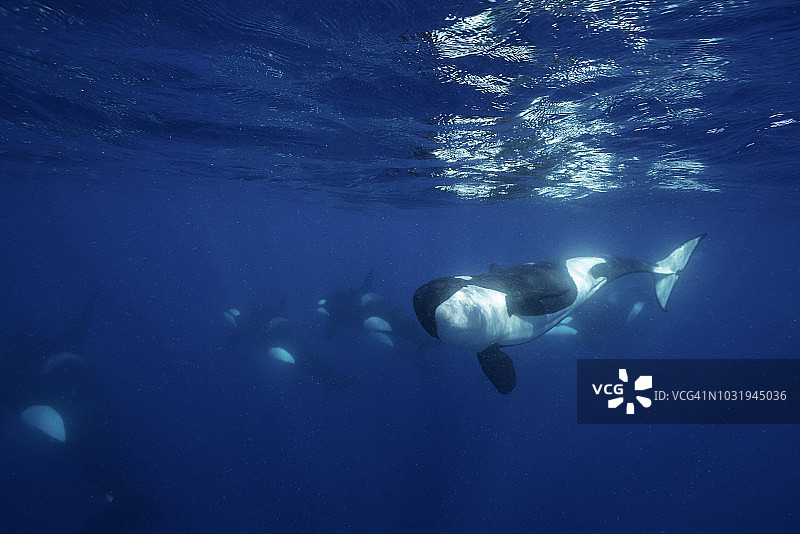 一群虎鲸游过，其中一只靠近观察相机图片素材