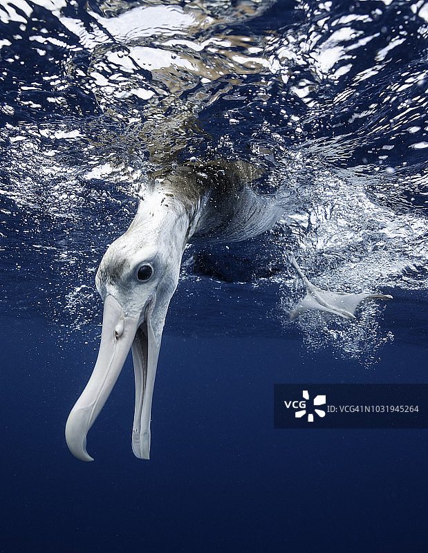 皇家信天翁水下特写图片素材