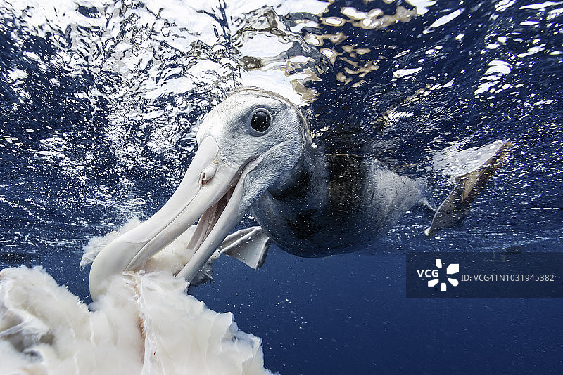 漂泊信天翁以渔民丢弃的鱼屑为食（新西兰东海岸近海）图片素材