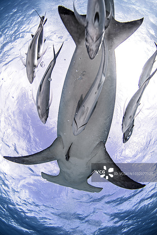 双髻鲨，爱丽丝镇，比米尼岛，巴哈马图片素材