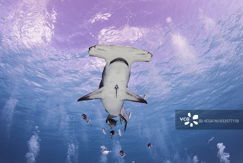 双髻鲨，爱丽丝镇，比米尼岛，巴哈马图片素材